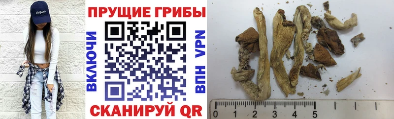 Купить  Фролово  Псилоцибиновые грибы GOLDEN TEACHER 